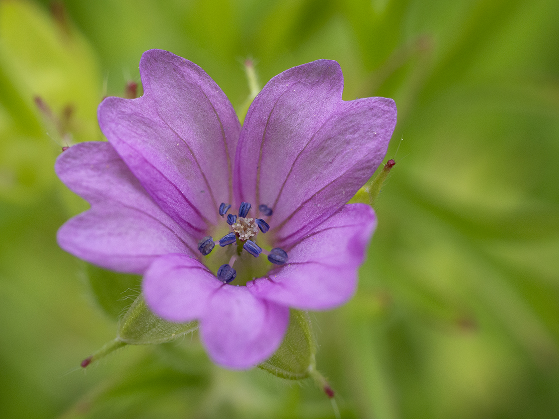 IMAGES\Slipbladige ooievaarsbek (geranium dissectum)\P1280224_sm.jpg